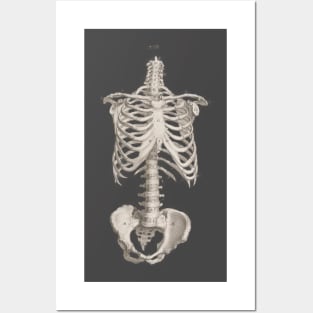 Vintage Medical Anatomy Skeleton Chest Medicine Posters and Art